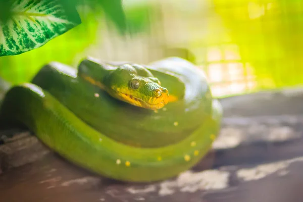 Niedlicher Grüner Baumpython Morelia Viridis Auf Dem Ast Grüne Baumpythons — Stockfoto