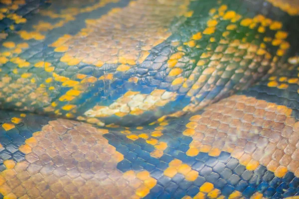 Reticulated Python Orm Hud Struktur För Bakgrund Den Retikulerade Pythonen — Stockfoto