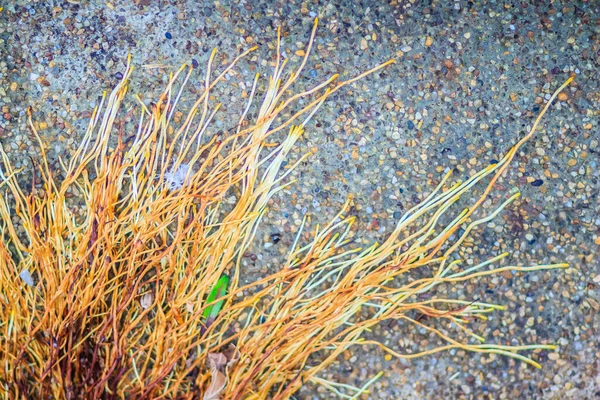 Árvores Banyan Enviam Raizes Para Baixo Seus Galhos Chão Enquanto — Fotografia de Stock