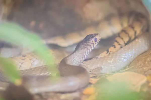 귀여운 Ptyas Poinosus 뱀으로 불리는 뱀이다 전역에서 발견되는 뱀입니다 — 스톡 사진