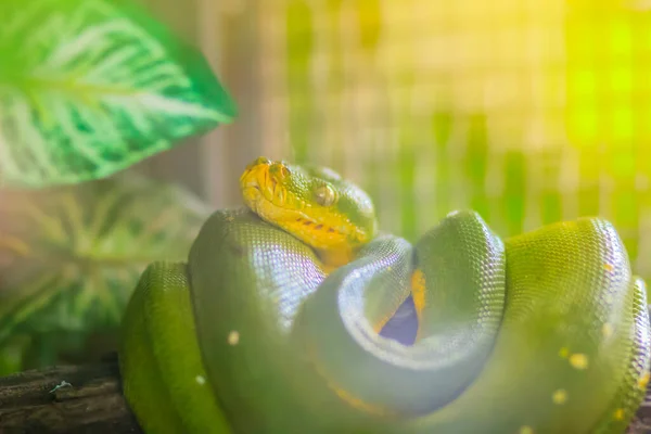 Niedlicher Grüner Baumpython Morelia Viridis Auf Dem Ast Grüne Baumpythons — Stockfoto