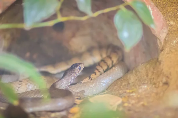 Linda Serpiente Rata Bandada Ptyas Mucosus Comúnmente Llamada Serpiente Rata —  Fotos de Stock