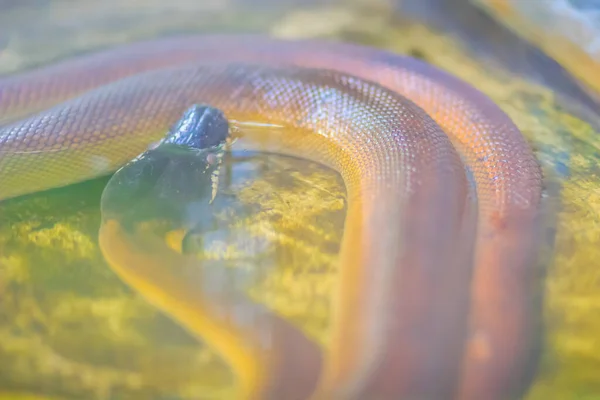 Wąż Pythona Białymi Ustami Wodzie Północny Biały Pyton Wargowy Bothrochilus — Zdjęcie stockowe