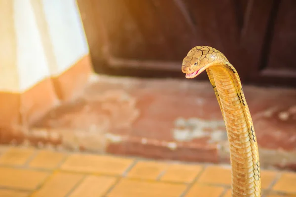 眼镜蛇王蛇是世界上最大的毒蛇 眼镜蛇王的毒蛇令人印象深刻 是原产于亚洲的大型蛇 它们被称为眼镜蛇王 因为它们可以杀死和吃掉眼镜蛇 — 图库照片