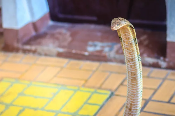 Rei Cobra Ophiophagus Hannah Maior Cobra Venenosa Mundo Cobras Rei — Fotografia de Stock