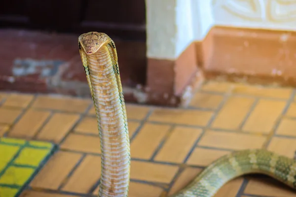 Kung Kobra Ophiophagus Hannah Världens Största Giftiga Orm Kung Kobror — Stockfoto