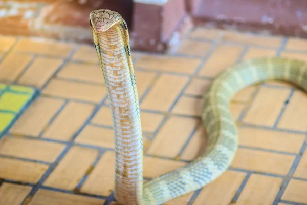 Koning Cobra Ophiophagus Hannah Werelds Grootste Giftige Slang Koningscobra Zijn — Stockfoto