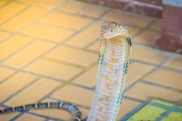코브라 King Cobra Ophiopophagus Hannah 세계에서 뱀이다 코브라는 강하며 아시아에 — 스톡 사진
