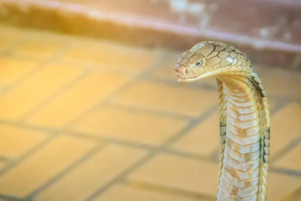 Rei Cobra Ophiophagus Hannah Maior Cobra Venenosa Mundo Cobras Rei — Fotografia de Stock