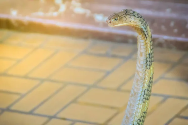 Rey Cobra Ophiophagus Hannah Serpiente Venenosa Más Grande Del Mundo — Foto de Stock