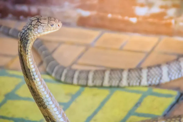 Rey Cobra Ophiophagus Hannah Serpiente Venenosa Más Grande Del Mundo — Foto de Stock