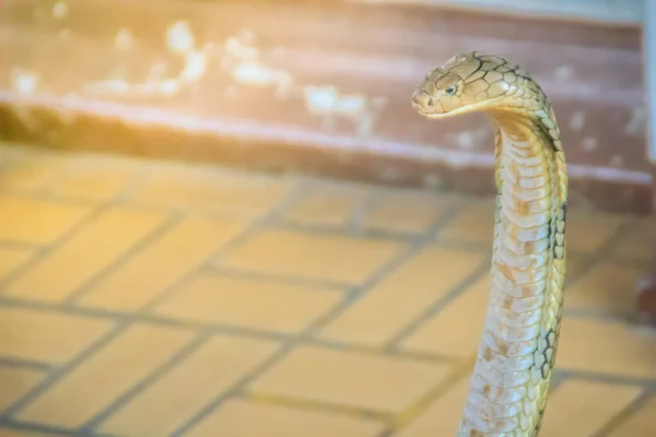 Rei Cobra Ophiophagus Hannah Maior Cobra Venenosa Mundo Cobras Rei — Fotografia de Stock