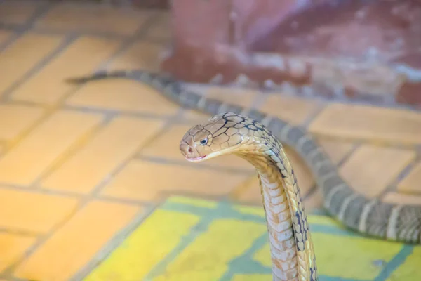 Koning Cobra Ophiophagus Hannah Werelds Grootste Giftige Slang Koningscobra Zijn — Stockfoto