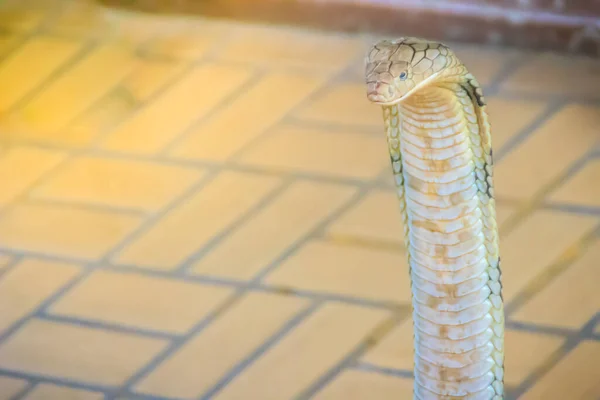 코브라 King Cobra Ophiopophagus Hannah 세계에서 뱀이다 코브라는 강하며 아시아에 — 스톡 사진