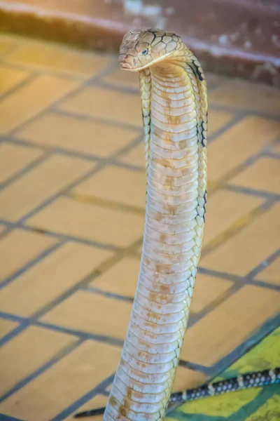 Королевская Кобра Ophiophagus Hannah Самая Большая Ядовитая Змея Мире Королевские — стоковое фото