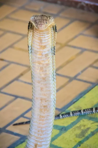 King Kobra Ophiophagus Hannah Największy Świecie Jadowity Wąż Kobry Królewskie — Zdjęcie stockowe