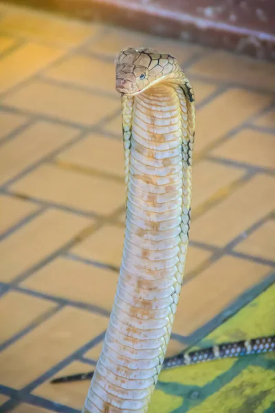 眼镜蛇王蛇是世界上最大的毒蛇 眼镜蛇王的毒蛇令人印象深刻 是原产于亚洲的大型蛇 它们被称为眼镜蛇王 因为它们可以杀死和吃掉眼镜蛇 — 图库照片