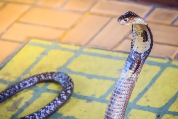 床にコブラのフードと成長 Monocled Cobra Naja Kaouthia Also Called Monocellate Cobra Deadly — ストック写真