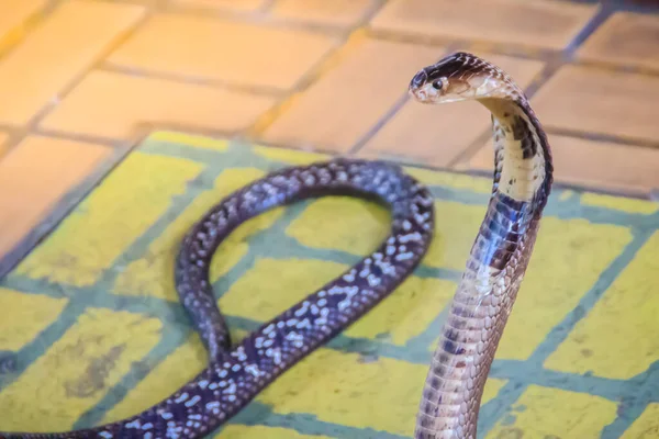 stock image A cobra hooding and growling on the floor. The monocled cobra (Naja kaouthia), also called monocellate cobra, is a deadly venomous snake in the family of viper snake. Siamese cobra, Monocled cobra.