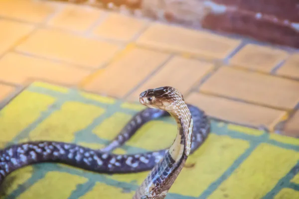 코브라의 후드와 바닥에서 으르렁 거리는 코브라 Monocellate Cobra 독사의 속하는 — 스톡 사진