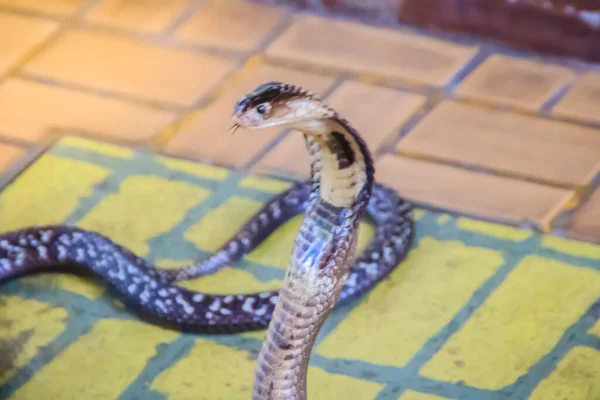 一条眼镜蛇在地板上鸣叫 单克隆眼镜蛇 Naja Kaouthia 也称为单倍体眼镜蛇 Monocellate Cobra 是毒蛇科的一种致命毒蛇 暹罗眼镜蛇 单克隆眼镜蛇 — 图库照片