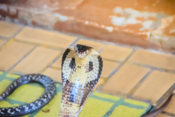 코브라의 후드와 바닥에서 으르렁 거리는 코브라 Monocellate Cobra 독사의 속하는 — 스톡 사진