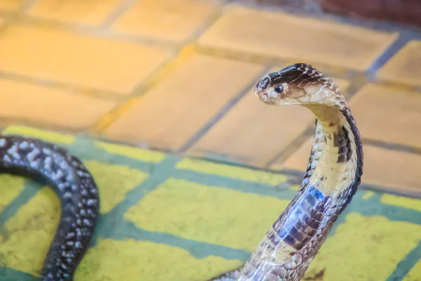 코브라의 후드와 바닥에서 으르렁 거리는 코브라 Monocellate Cobra 독사의 속하는 — 스톡 사진