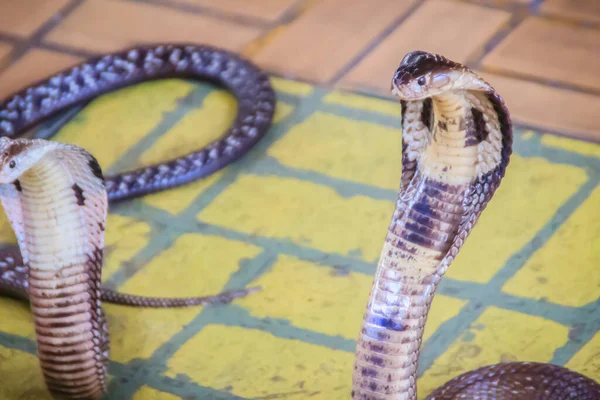 코브라의 후드와 바닥에서 으르렁 거리는 코브라 Monocellate Cobra 독사의 속하는 — 스톡 사진