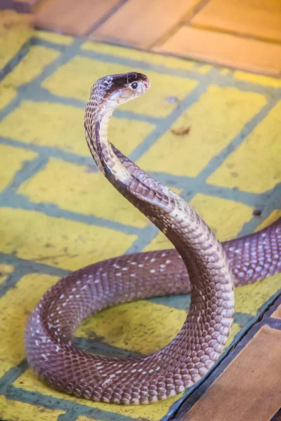 床にコブラのフードと成長 Monocled Cobra Naja Kaouthia Also Called Monocellate Cobra Deadly — ストック写真