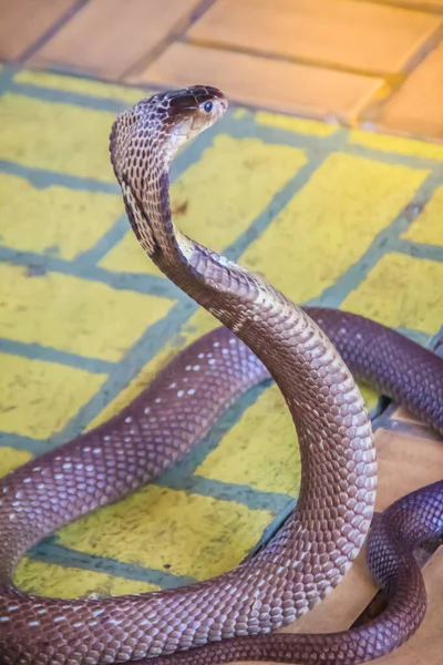 床にコブラのフードと成長 Monocled Cobra Naja Kaouthia Also Called Monocellate Cobra Deadly — ストック写真