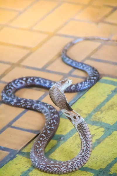 Uma Cobra Com Capuz Rosnar Chão Cobra Monocelular Naja Kaouthia — Fotografia de Stock