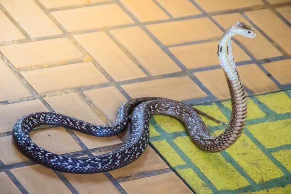 床にコブラのフードと成長 Monocled Cobra Naja Kaouthia Also Called Monocellate Cobra Deadly — ストック写真