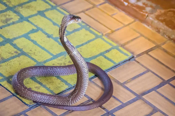 床にコブラのフードと成長 Monocled Cobra Naja Kaouthia Also Called Monocellate Cobra Deadly — ストック写真