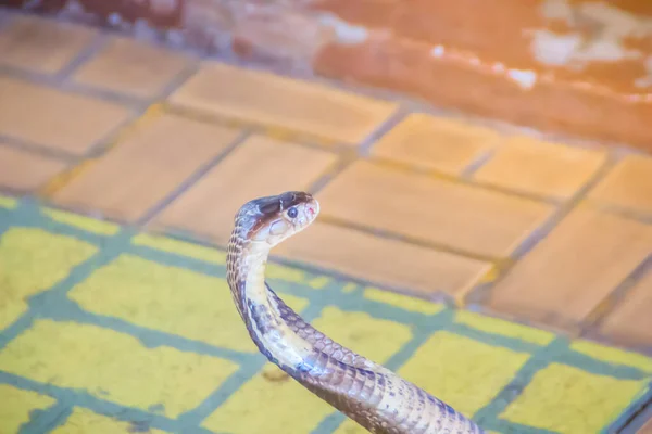 Uma Cobra Com Capuz Rosnar Chão Cobra Monocelular Naja Kaouthia — Fotografia de Stock