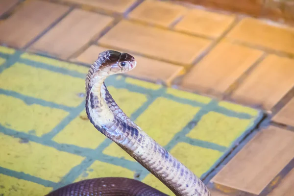 Jogos Do Encantador De Serpente Com Cobra Indiana Imagem de Stock