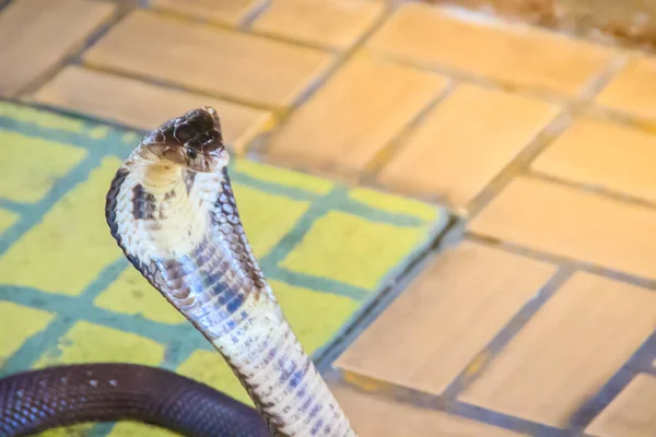 床にコブラのフードと成長 Monocled Cobra Naja Kaouthia Also Called Monocellate Cobra Deadly — ストック写真