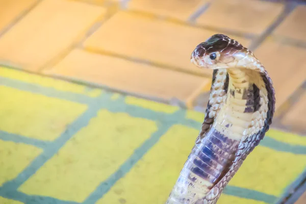 Cobra Cagoulant Grognant Sur Sol Cobra Monoclé Naja Kaouthia Aussi — Photo