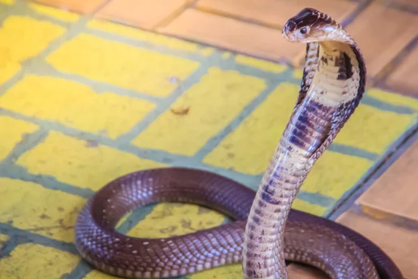 코브라의 후드와 바닥에서 으르렁 거리는 코브라 Monocellate Cobra 독사의 속하는 — 스톡 사진