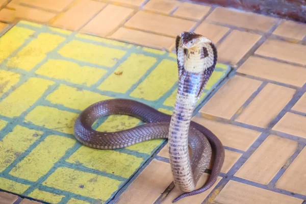 床にコブラのフードと成長 Monocled Cobra Naja Kaouthia Also Called Monocellate Cobra Deadly — ストック写真