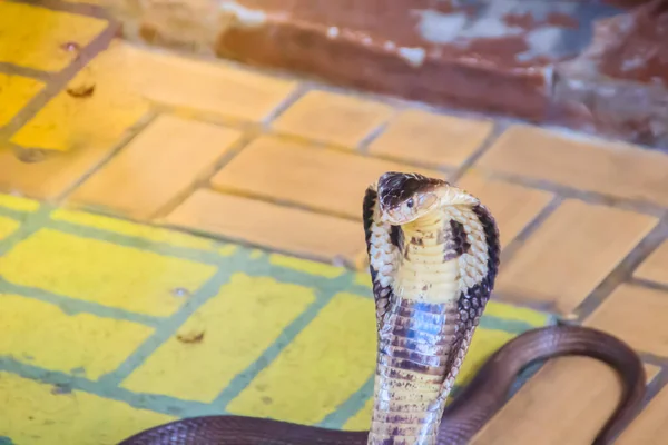 床にコブラのフードと成長 Monocled Cobra Naja Kaouthia Also Called Monocellate Cobra Deadly — ストック写真