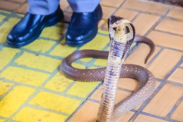 Uma Cobra Com Capuz Rosnar Chão Cobra Monocelular Naja Kaouthia — Fotografia de Stock