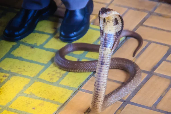 床にコブラのフードと成長 Monocled Cobra Naja Kaouthia Also Called Monocellate Cobra Deadly — ストック写真