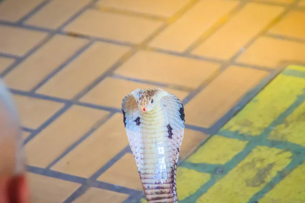 Cobra Hooding Growling Floor Monocled Cobra Naja Kaouthia Also Called — Stock Photo, Image