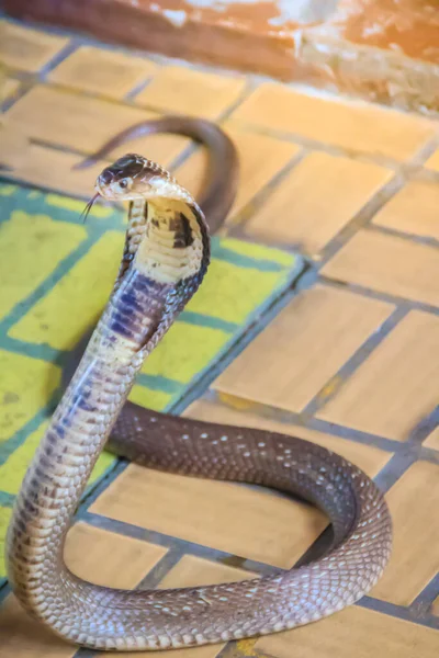 코브라의 후드와 바닥에서 으르렁 거리는 코브라 Monocellate Cobra 독사의 속하는 — 스톡 사진