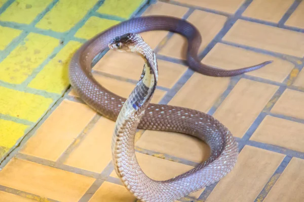 一条眼镜蛇在地板上鸣叫 单克隆眼镜蛇 Naja Kaouthia 也称为单倍体眼镜蛇 Monocellate Cobra 是毒蛇科的一种致命毒蛇 暹罗眼镜蛇 单克隆眼镜蛇 — 图库照片