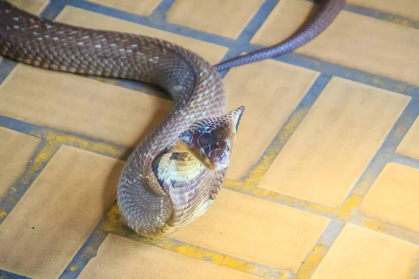 Uma Cobra Com Capuz Rosnar Chão Cobra Monocelular Naja Kaouthia — Fotografia de Stock