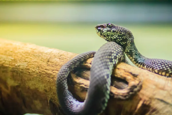 Parti Gödör Vipera Mangrove Gödör Vipera Vagy Mangrove Vipera Trimeresurus — Stock Fotó