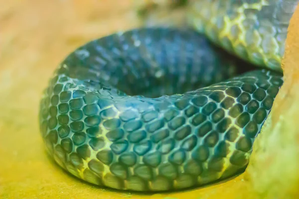 アジア原産の世界最大の毒蛇であるキングコブラ Ophiophagus Hanna のほぼ皮膚 コブラを殺して食べることができるので キングコブラ と呼ばれています — ストック写真