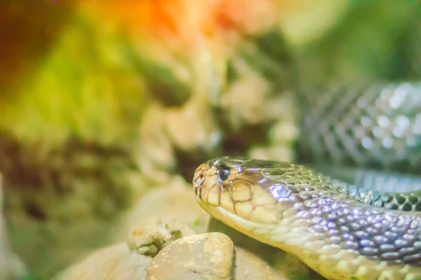Monocellate コブラとも呼ばれる Monocled コブラ ナジャ Kaouthia 南アジアと東南アジアの間で広範なコブラ種であります — ストック写真