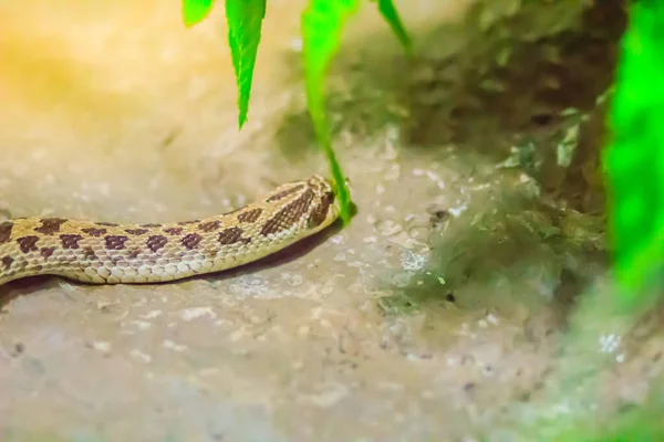 웨스턴 Western Hognose Snake Heterodon Nasicus 속하는 일종이다 아메리카 토착종이다 — 스톡 사진